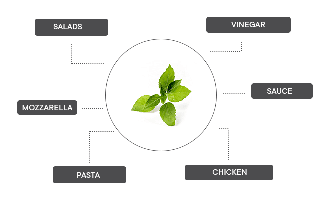 How can lemon basil be associated?