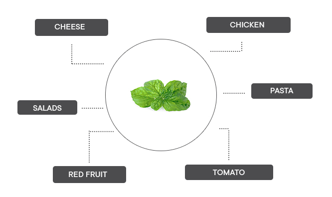 How can mammoth basil be associated?