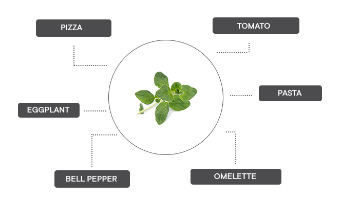 How can oregano be associated?