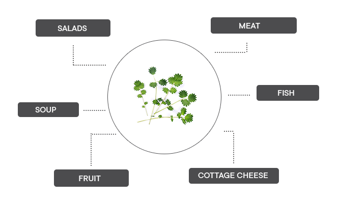 How can salad burnet be associated?