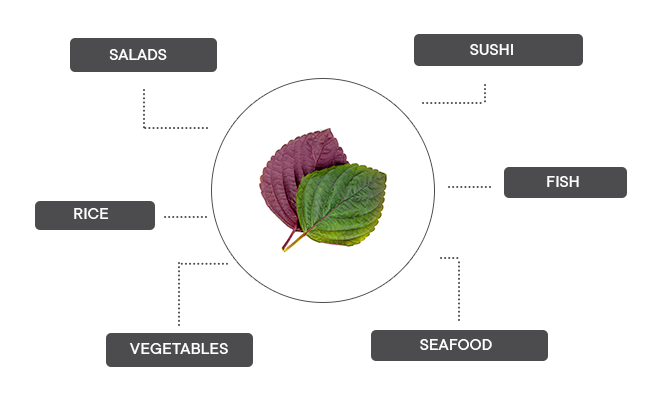 How can two tone shiso be associated?