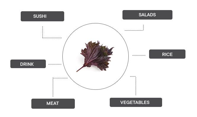 How can red shiso be associated?