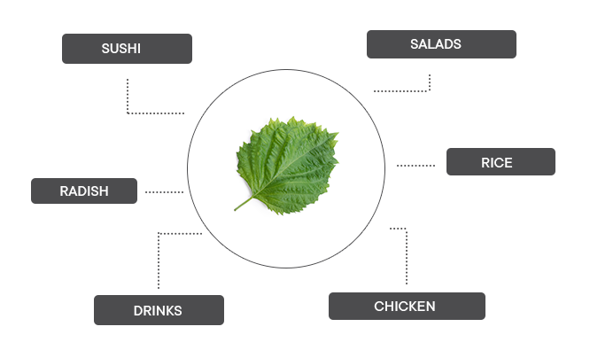 How can green shiso be associated?