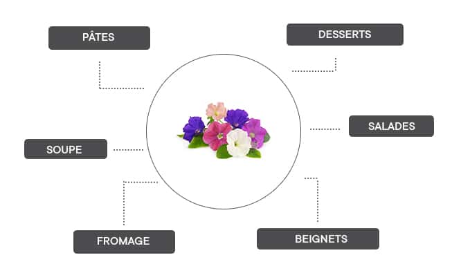 comment associer les fleurs de pétunia ? 