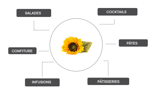 comment associer le tournesol nain ?