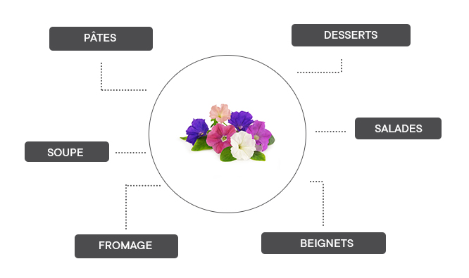 comment cuisiner les fleurs de pétunia ? 
