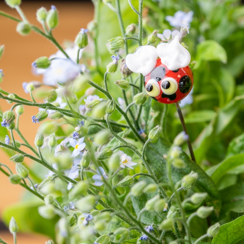 Tiny interested ladybug