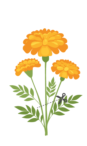 How do I harvest French Marigold?