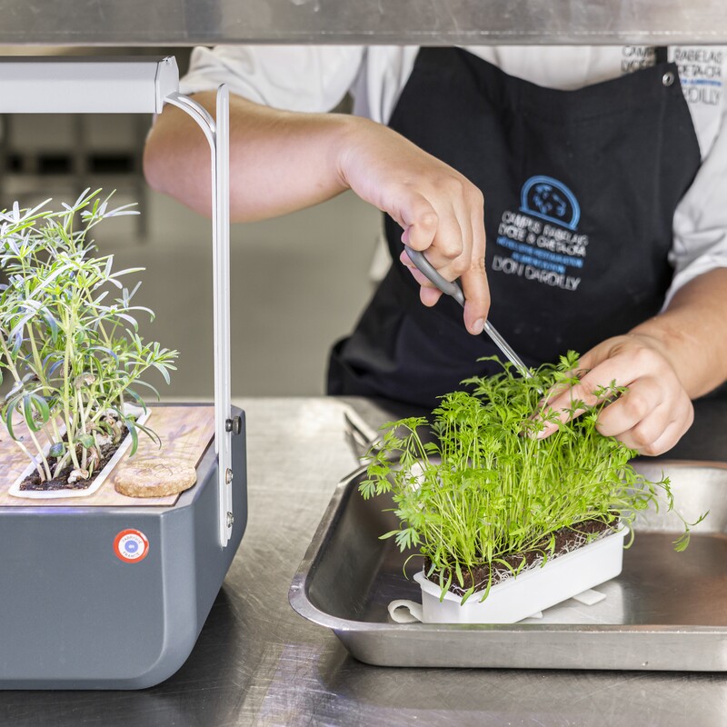 Harvesting carrot microgreens