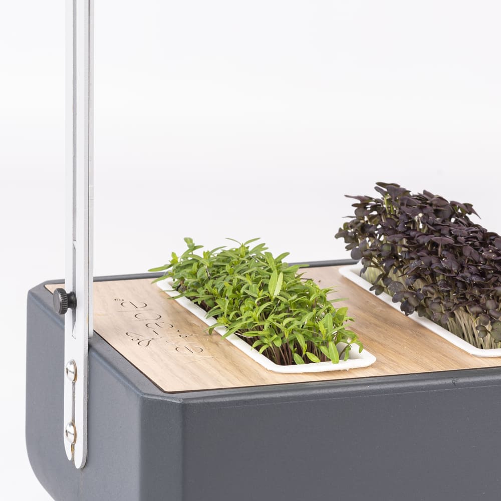 Véritable microgreens are home-grown and harvested at the minute for incomparable flavours.