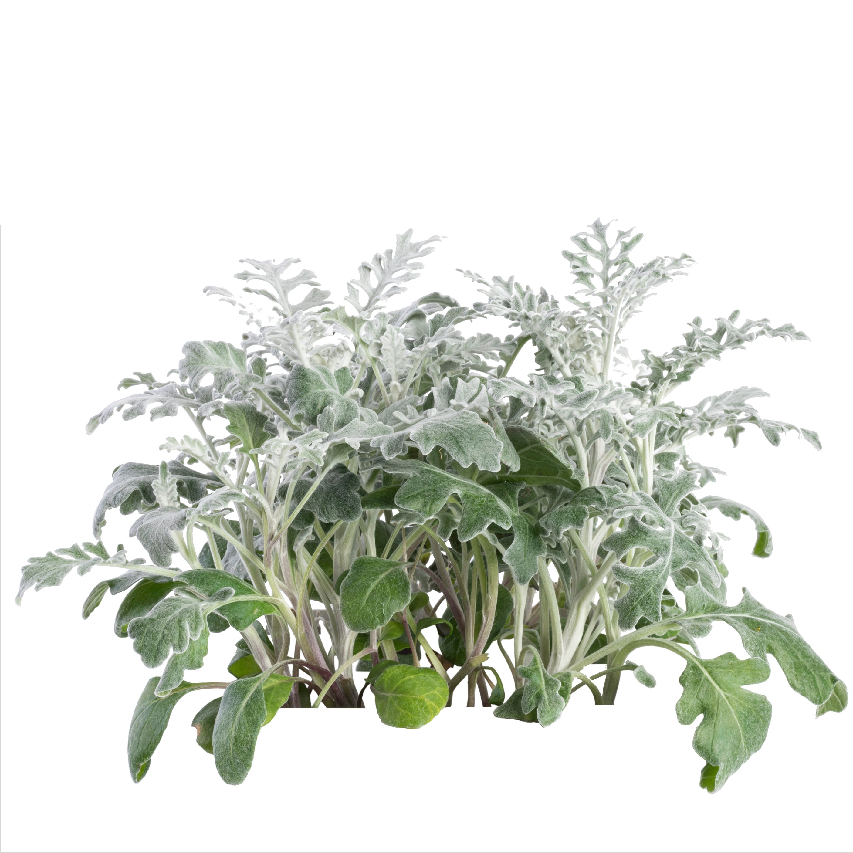 Dusty Miller 