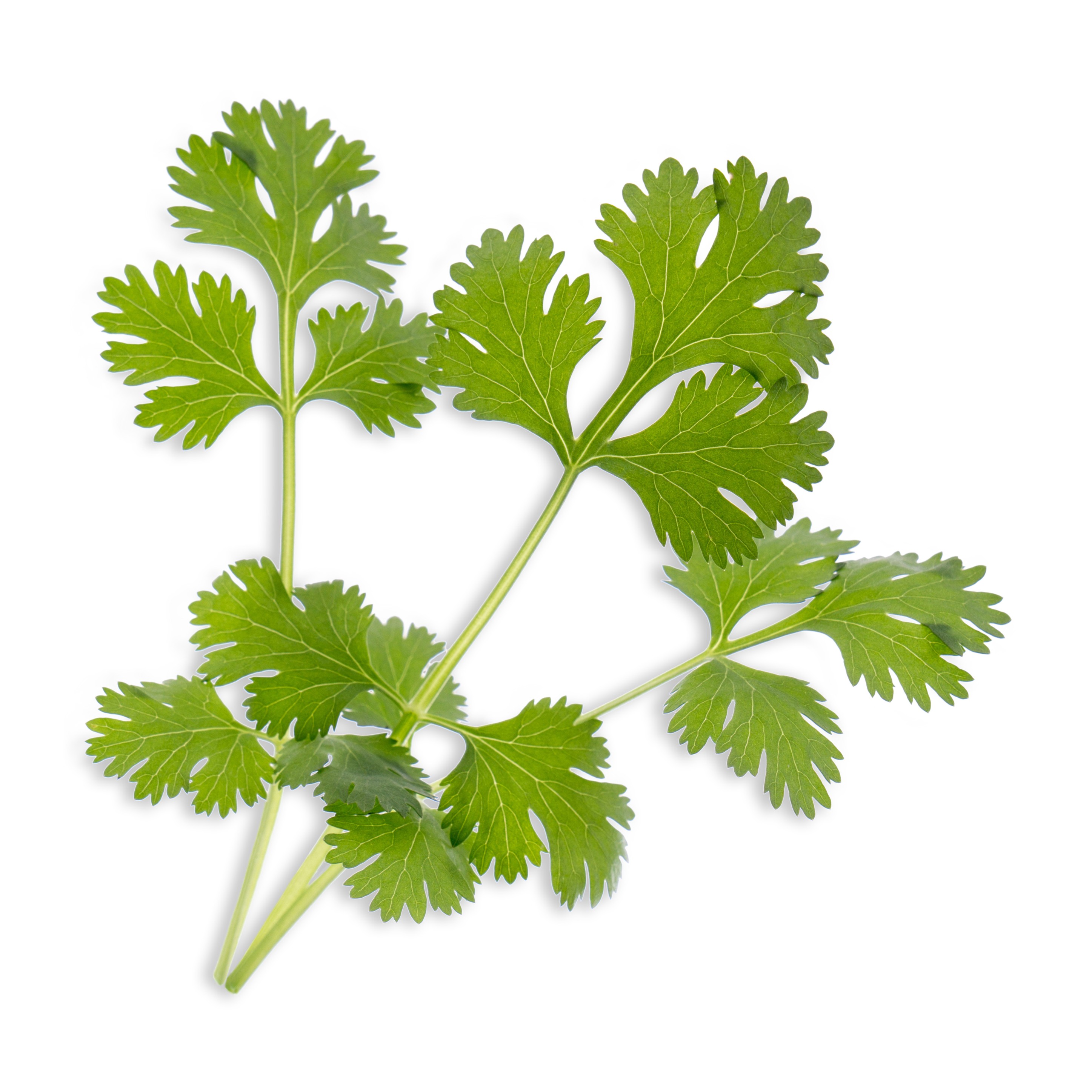 Cilantro Lingot®