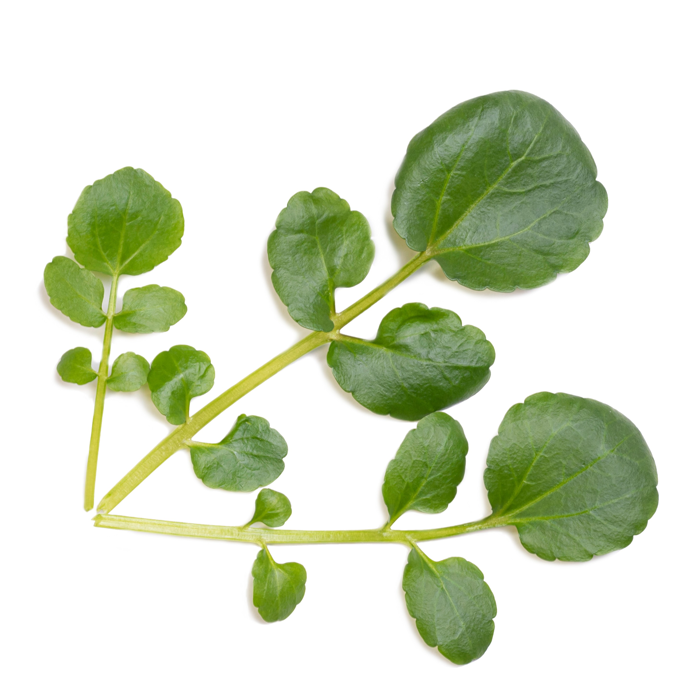 Organic Watercress