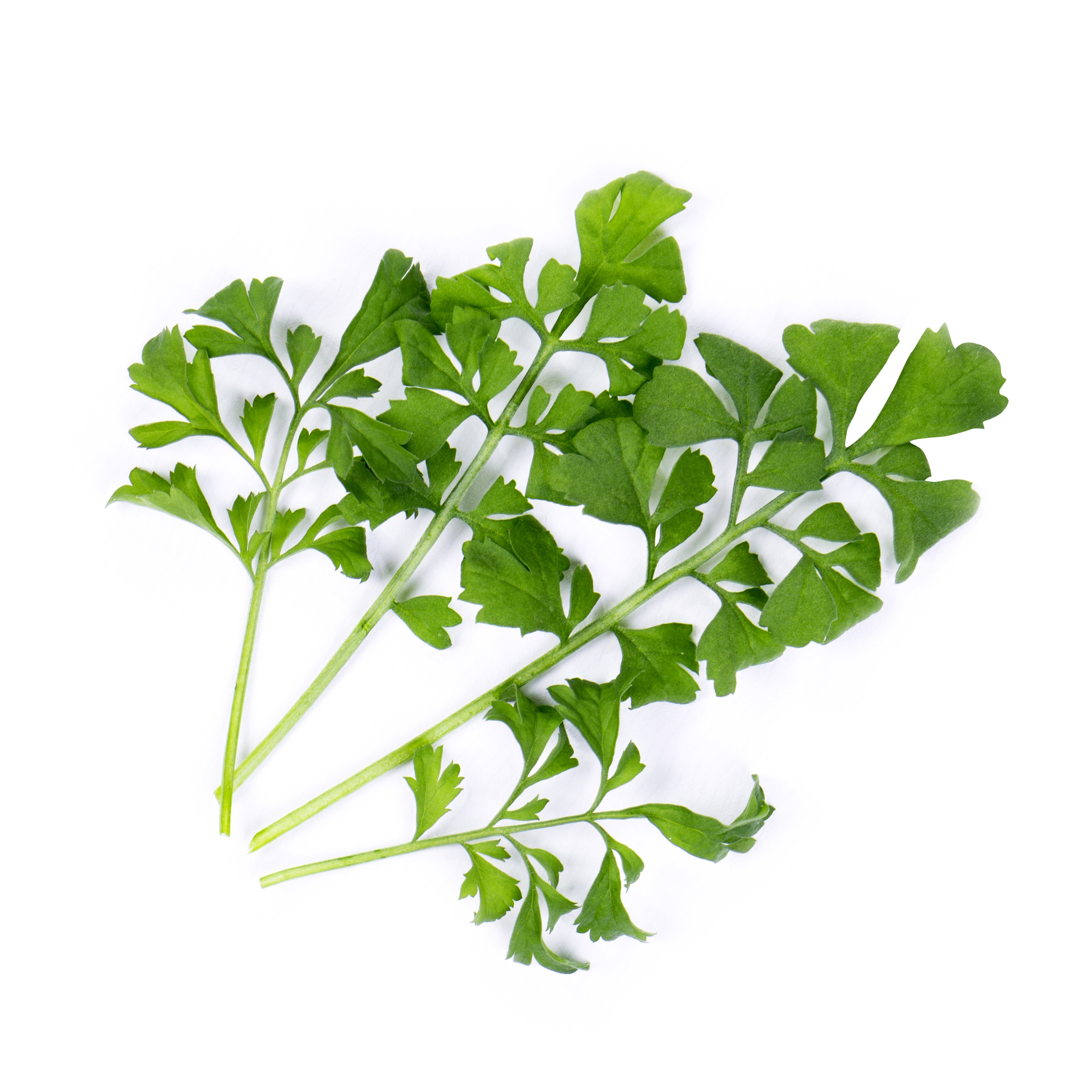 Organic Garden cress