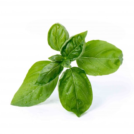 Organic Sweet Basil