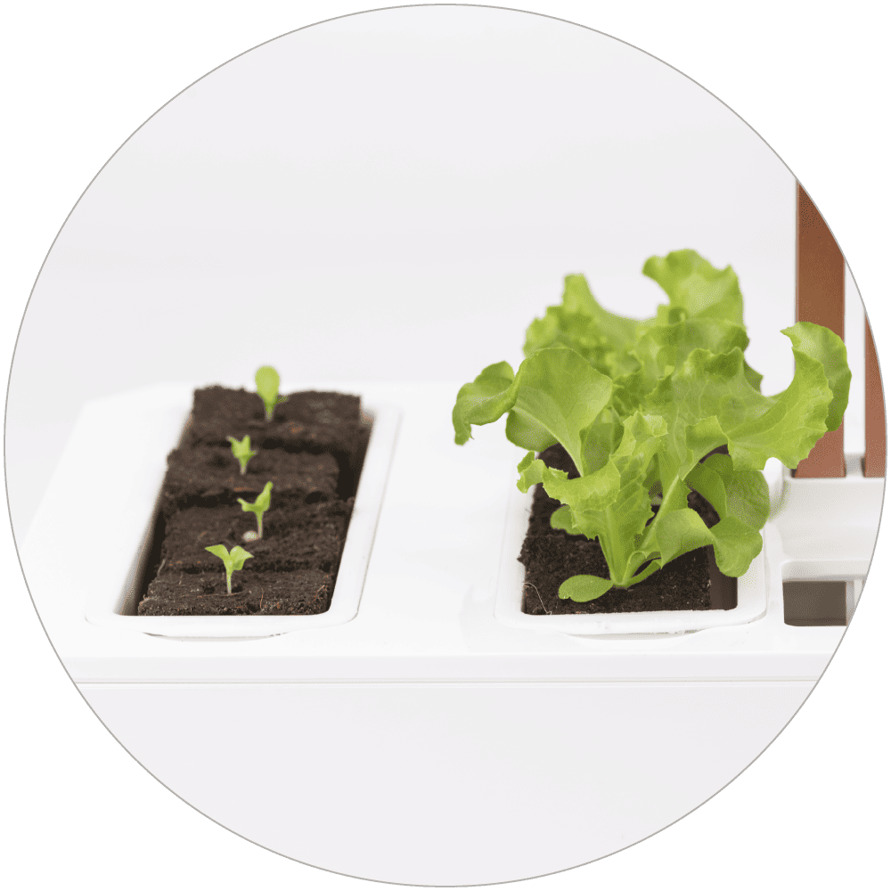 Your seedlings germinate in optimal conditions