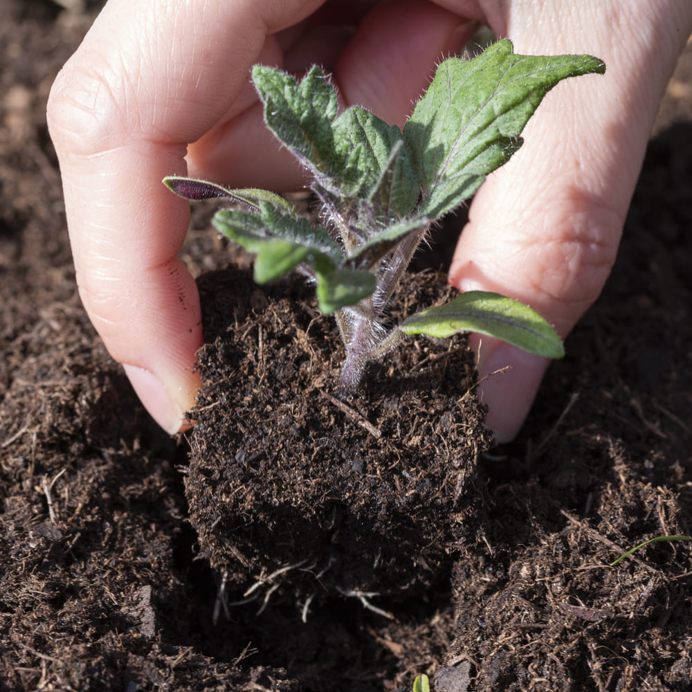 Prepare your seedlings indoors before planting them out in fine weather