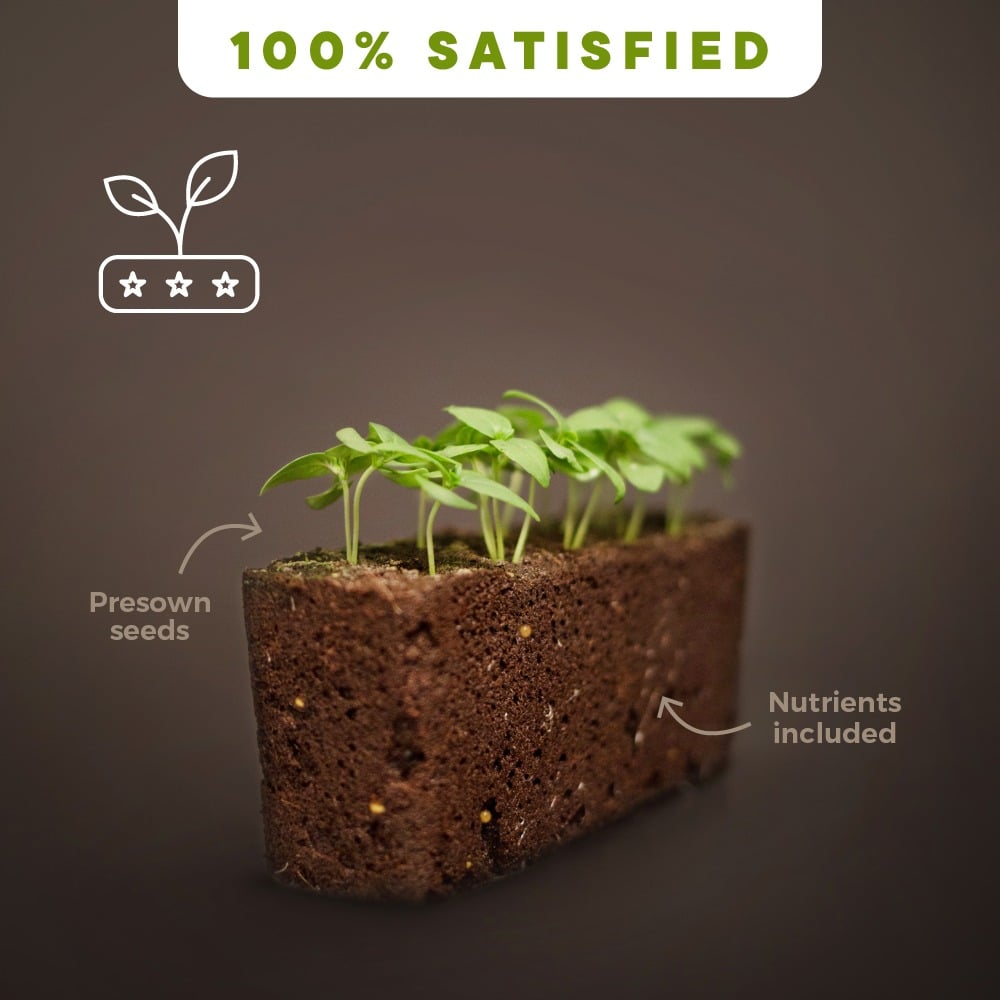 Véritable Lingots germination guarantee