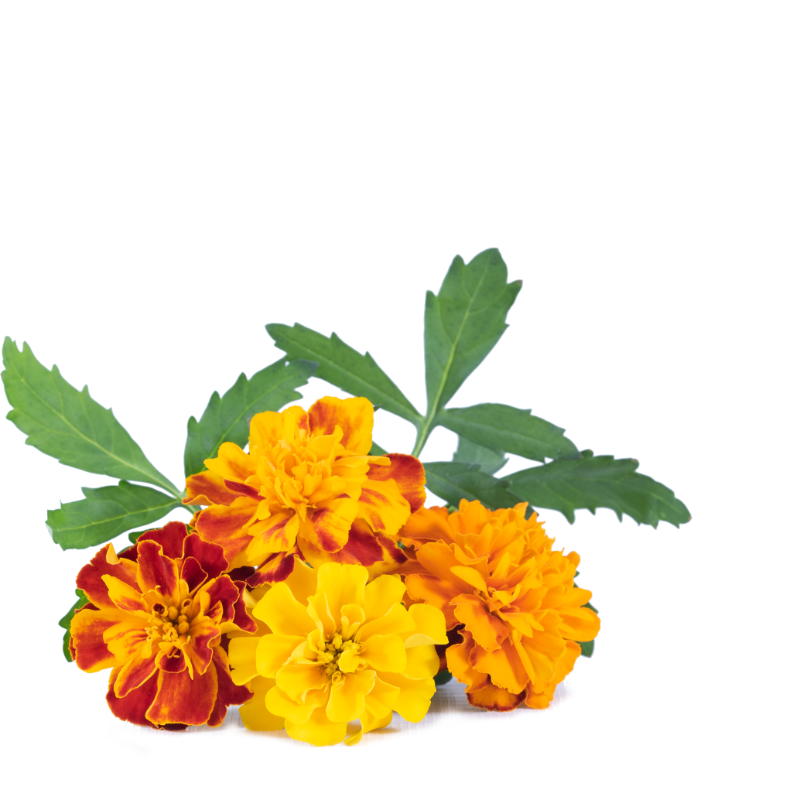 Marigold flowers