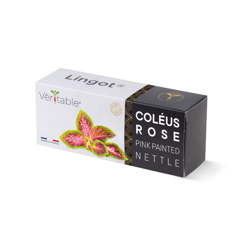 Packaging du Lingot de coléus rose