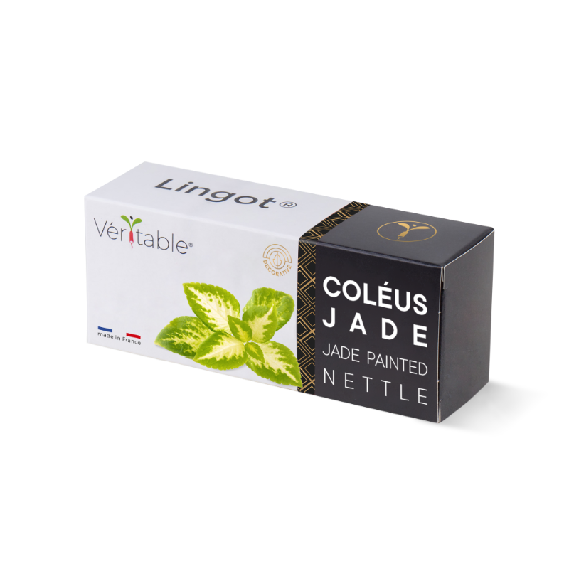 Packaging du Lingot de coléus jade