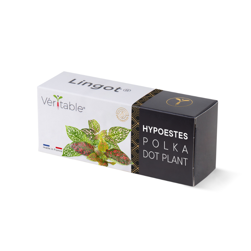 Packaging du Lingot d'hypoestes