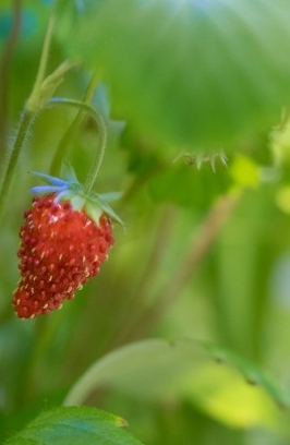 Tout sur la fraise